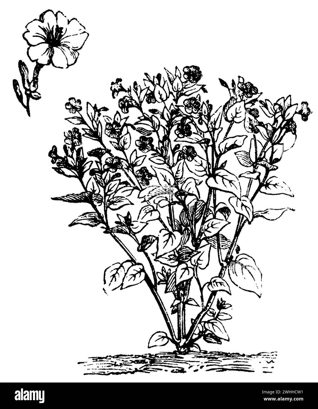 Marvel of Peru, mirabilis jalapa, (livre de jardin, 1877), Wunderblume, merveille du Pérou Banque D'Images