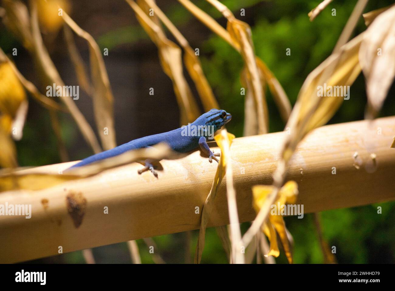 Un lézard bleu avec une tête bleu plus foncé est perché sur une tige de bambou au milieu de feuilles sèches. Banque D'Images