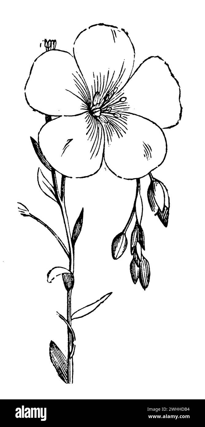 Linum perenne, Linum perenne, (livre agricole, 1898), Ausdauernder Lein, lin vivace Banque D'Images