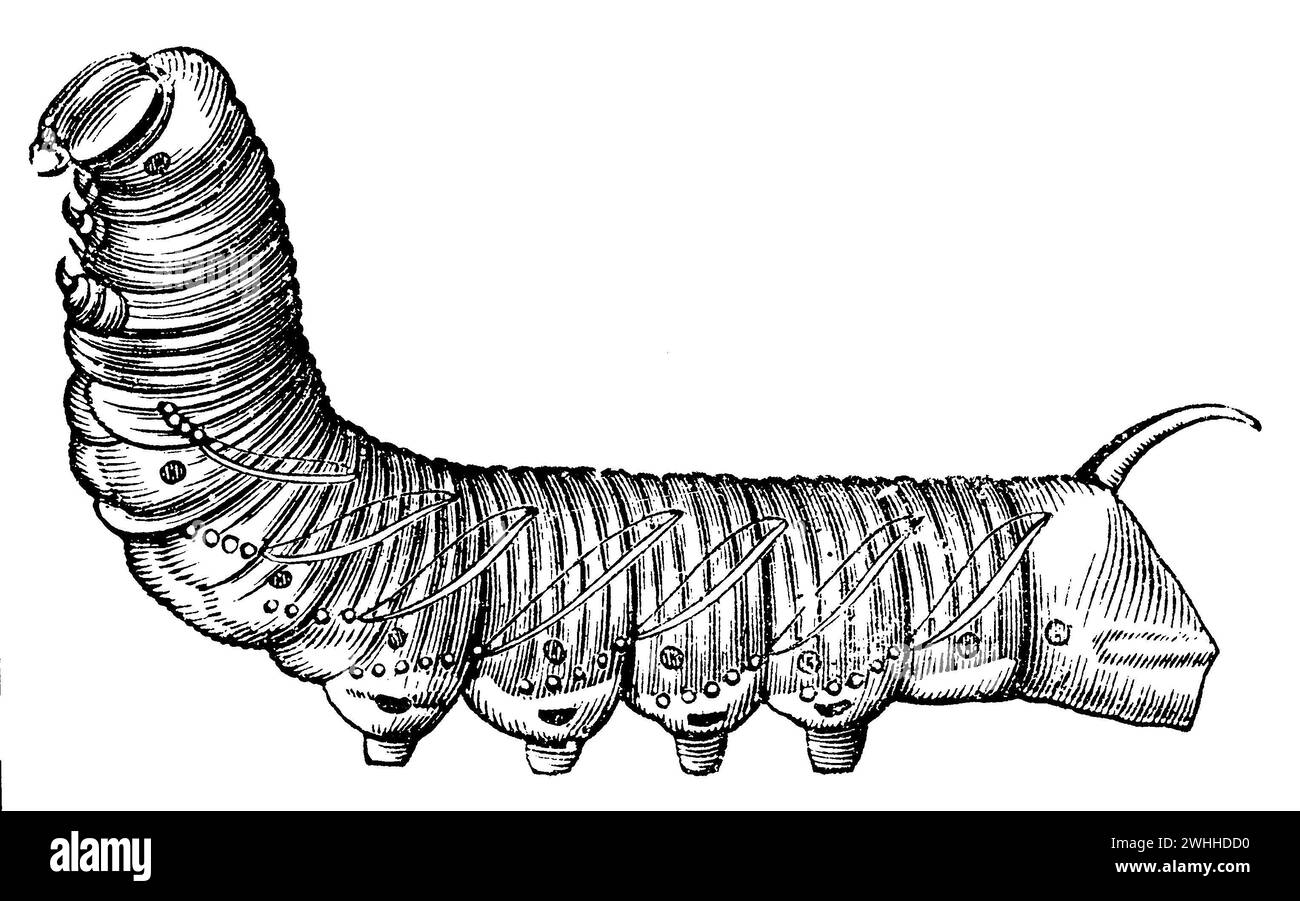 Priet Hawk-Moth, caterpillar, Sphinx ligustri, (encyclopédie, 1892), Ligusterschwärmer, Raupe, Sphinx du troène, chenille Banque D'Images