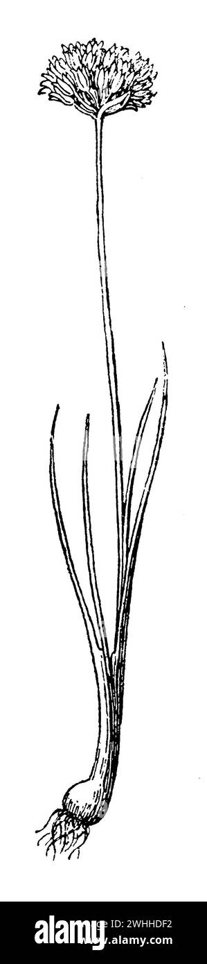 Ciboulette, Allium schoenoprasum, (livre de jardin, 1921), Schnittlauch, ciboulette Banque D'Images