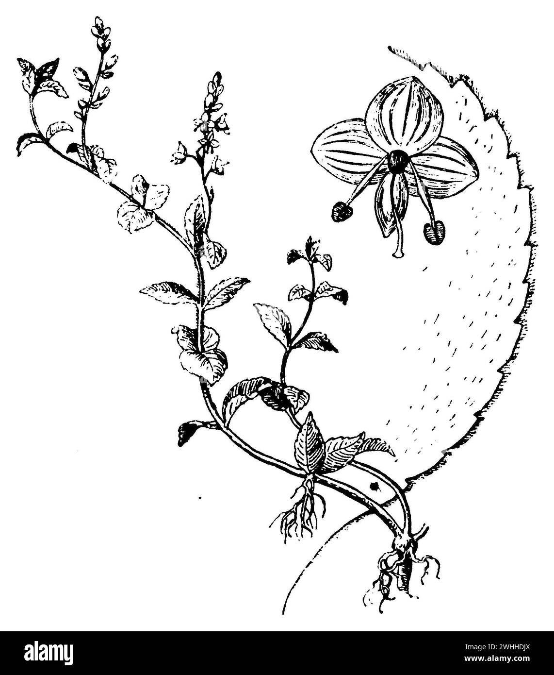 Heath Speedwell, marge de feuille droite, fleur supérieure, Veronica officinalis, (livre de botanique, 1910), Echter Ehrenpreis, rechts Blattrand, oben Blüte, Véronique officinale, à droite, bord de la feuille, en haut fleur Banque D'Images