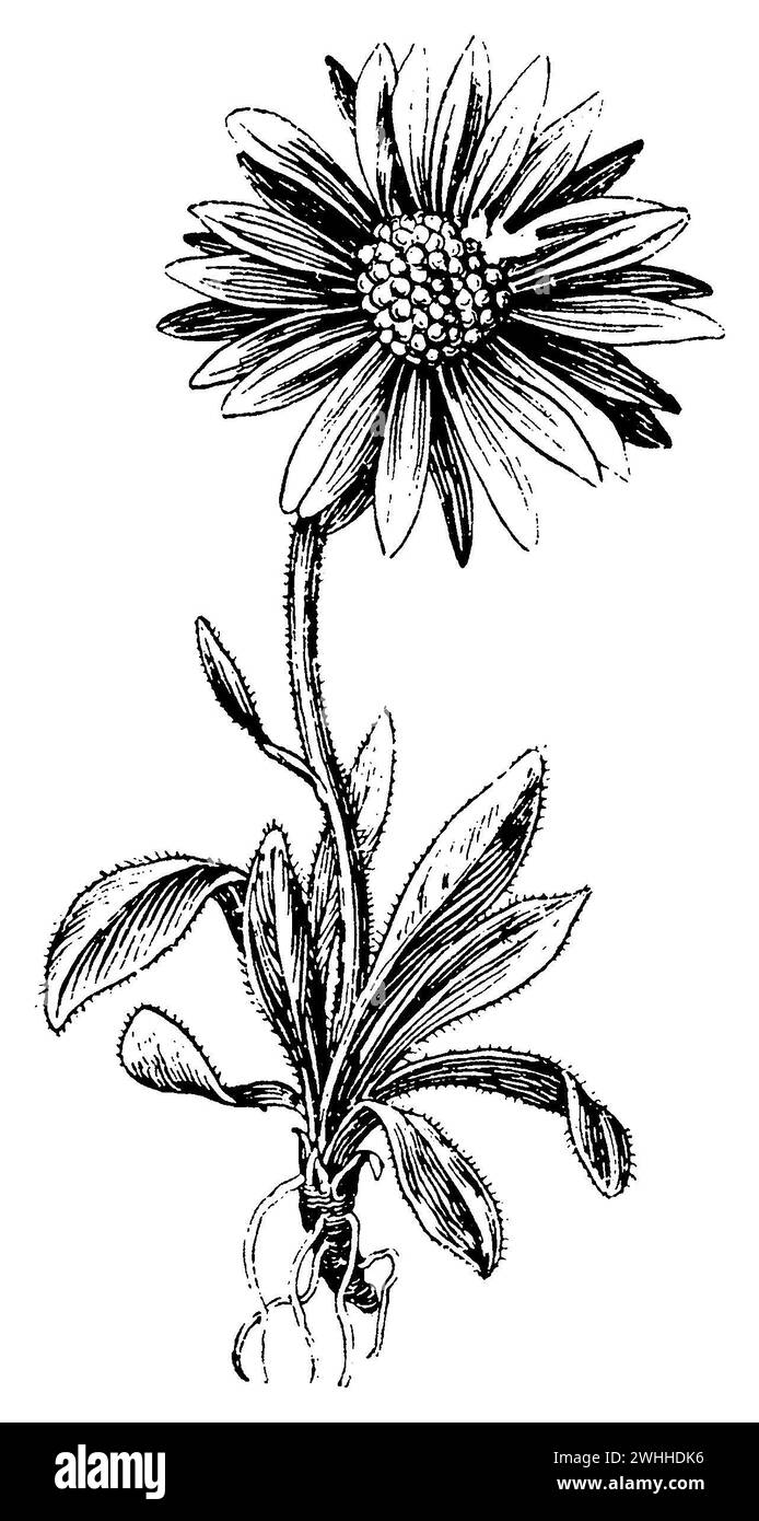 alpine aster, Aster alpinus, (livre de botanique, 1910), Alpen-Aster, Aster des Alpes Banque D'Images