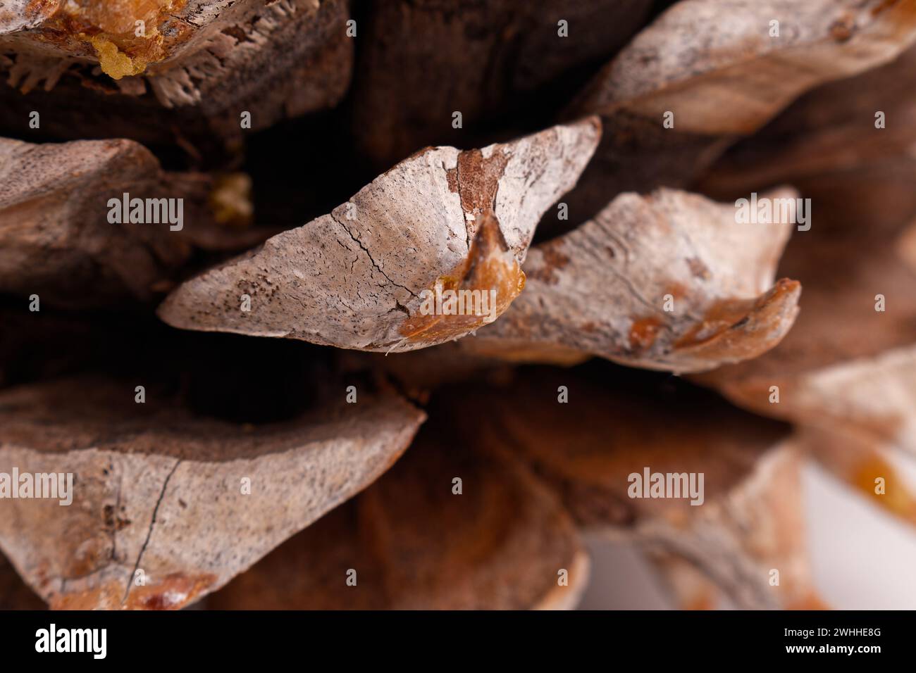 Gros plan des feuilles d'un Coulter Pinecone avec spirales de fibonacci Banque D'Images