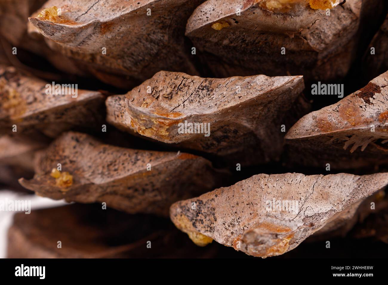 Gros plan des feuilles d'un Coulter Pinecone avec spirales de fibonacci Banque D'Images