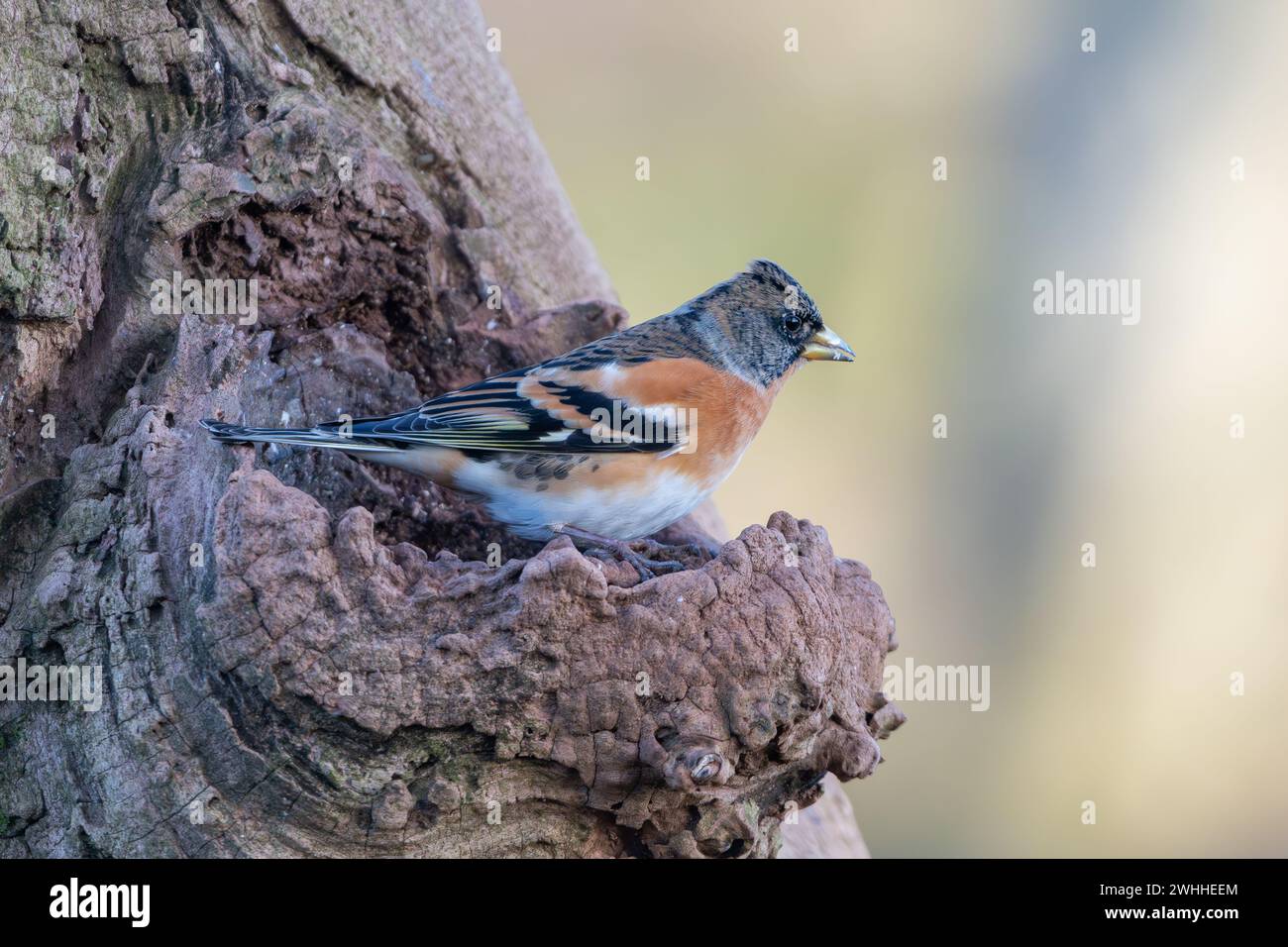 Brambling, (Fringilla montifringilla), Insch, Aberdeenshire, Écosse, ROYAUME-UNI Banque D'Images