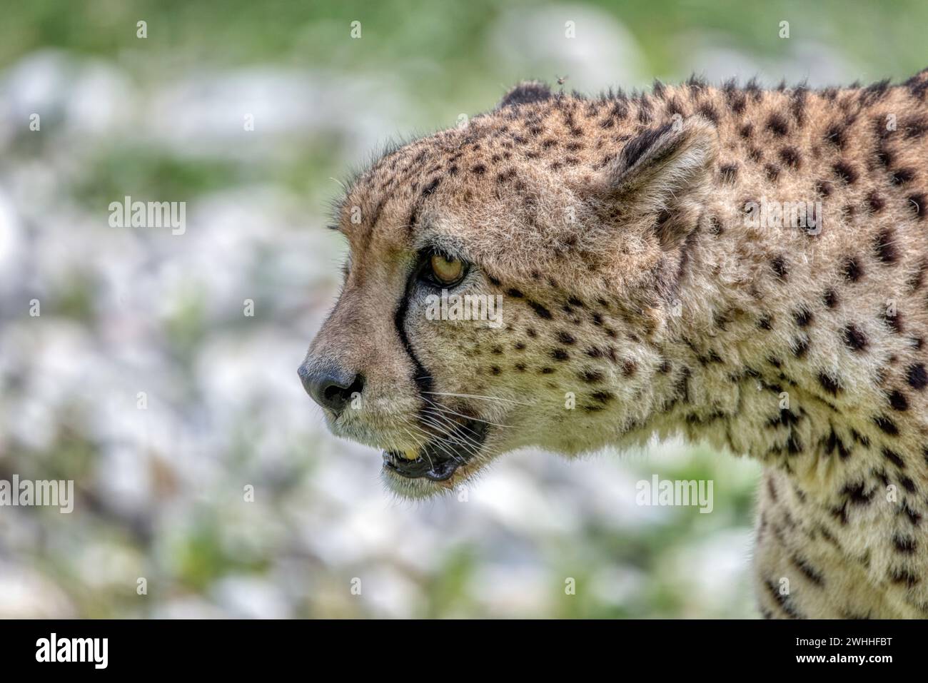 Un guépard, Acinonyx jubatus, dans le zoo Allemagne Banque D'Images