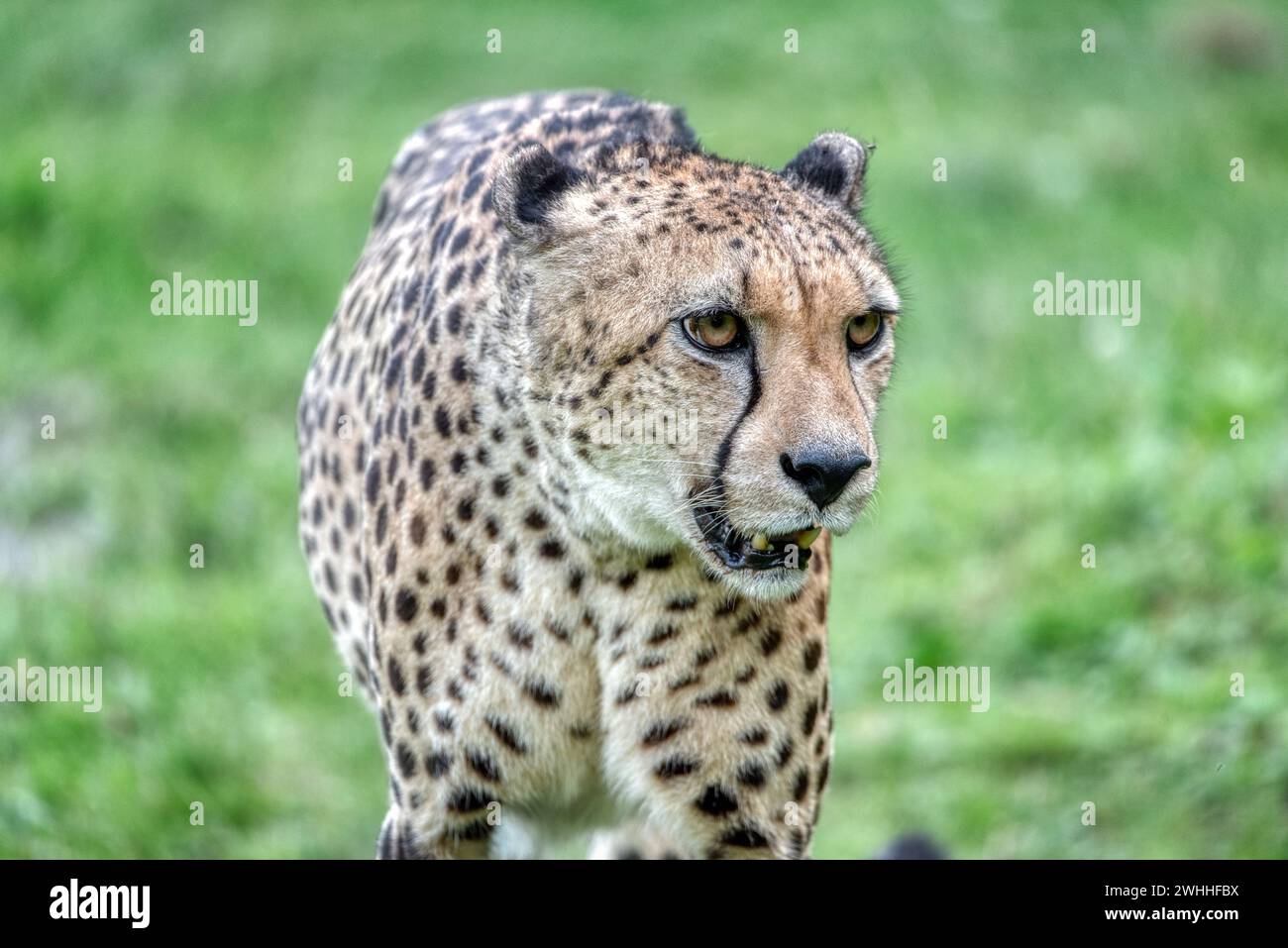 Un guépard, Acinonyx jubatus, dans le zoo Allemagne Banque D'Images