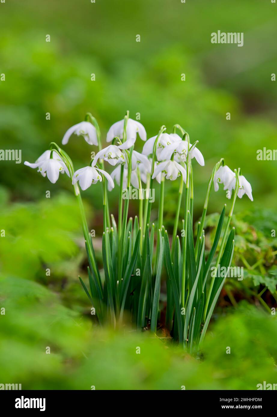 Un amas de gouttes de neige, (Galanthus nivalis), poussant à l'état sauvage dans une forêt à Blackpool, Lancashire, royaume-uni Banque D'Images