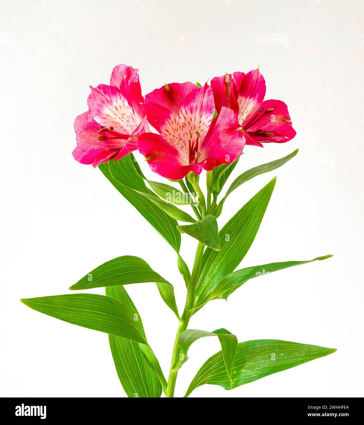 Plusieurs fleurs roses d'Alstroemeria photographiées sur un fond blanc Uni Banque D'Images