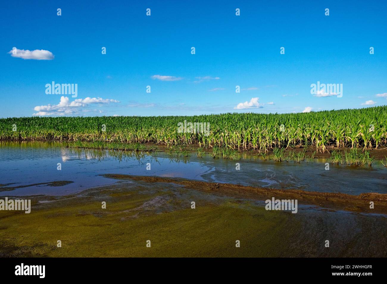 Plantes vertes dans l'eau, avec un ciel clair et des nuages moelleux au-dessus. Banque D'Images