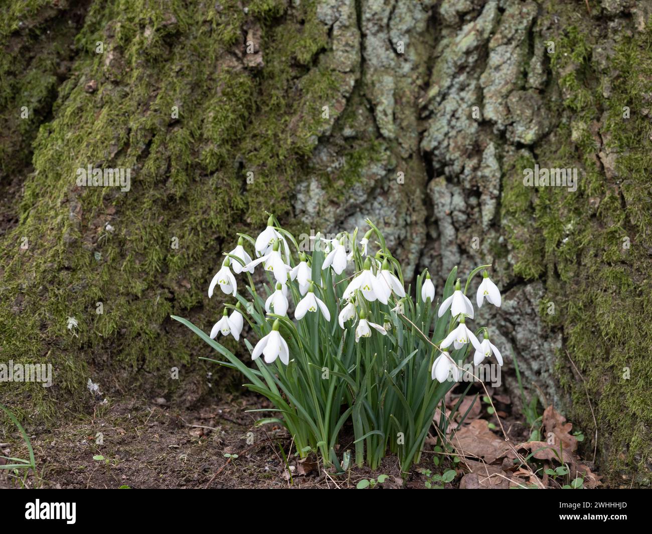 Gouttes de neige à la base d'un arbre Banque D'Images