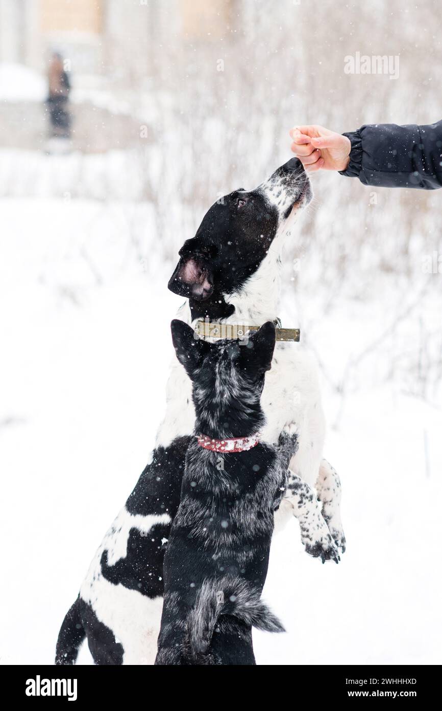 Une main est vue donnant une friandise à un chien noir et blanc avide au milieu d'une toile de fond enneigée, représentant un moment de récompense et d'entraînement Banque D'Images