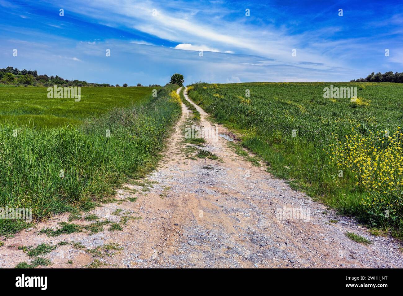 Route de campagne de gravier menant à travers les prairies et les champs à l'horizon sous un ciel bleu avec des nuages, paysage rural dans le centre G Banque D'Images