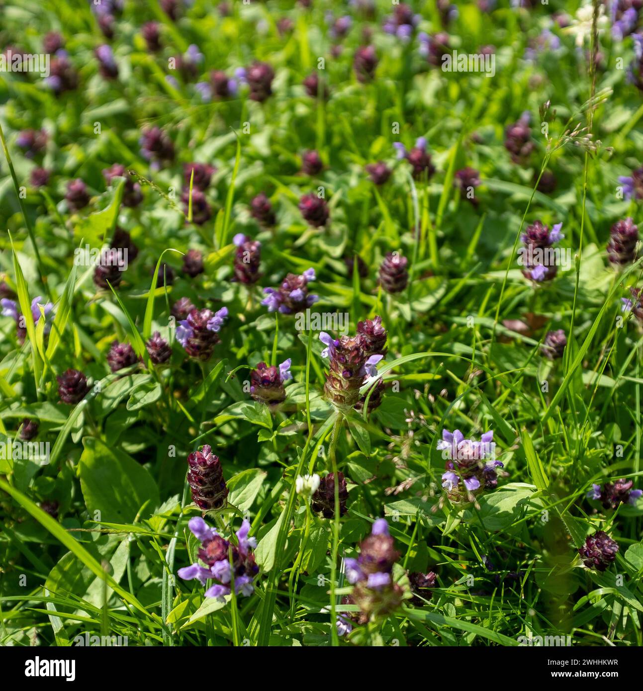 Fond avec une pelouse avec des fleurs (Prunella vulgaris) Banque D'Images