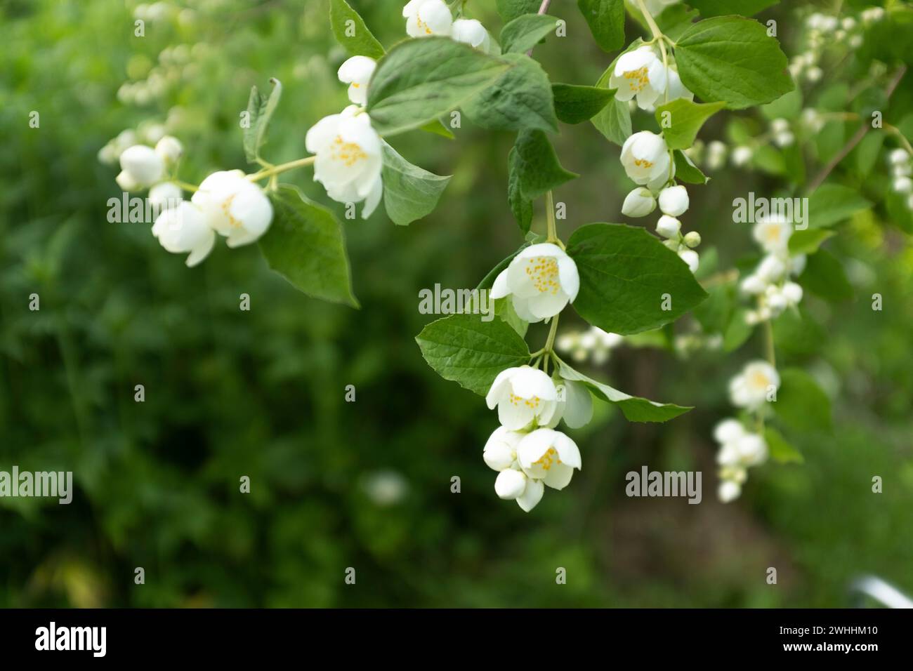 Philadelphus fleuri (faux orange) Banque D'Images