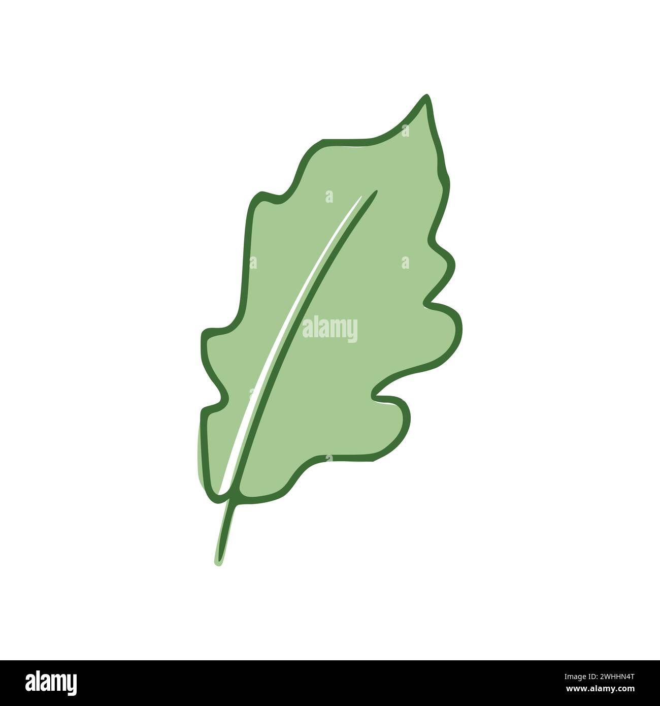 Icône plate en chêne vert isolée sur fond blanc. Illustration vectorielle Banque D'Images