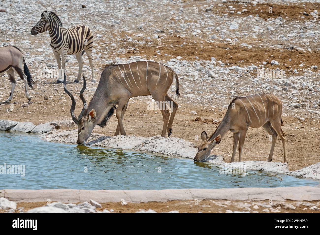 Großer Kudu (Strepsiceros zambesiensis), Etosha Nationalpark, Namibie, Afrika |Kudu (Strepsiceros zambesiensis), Etosha National Park, Namibie, Afric Banque D'Images