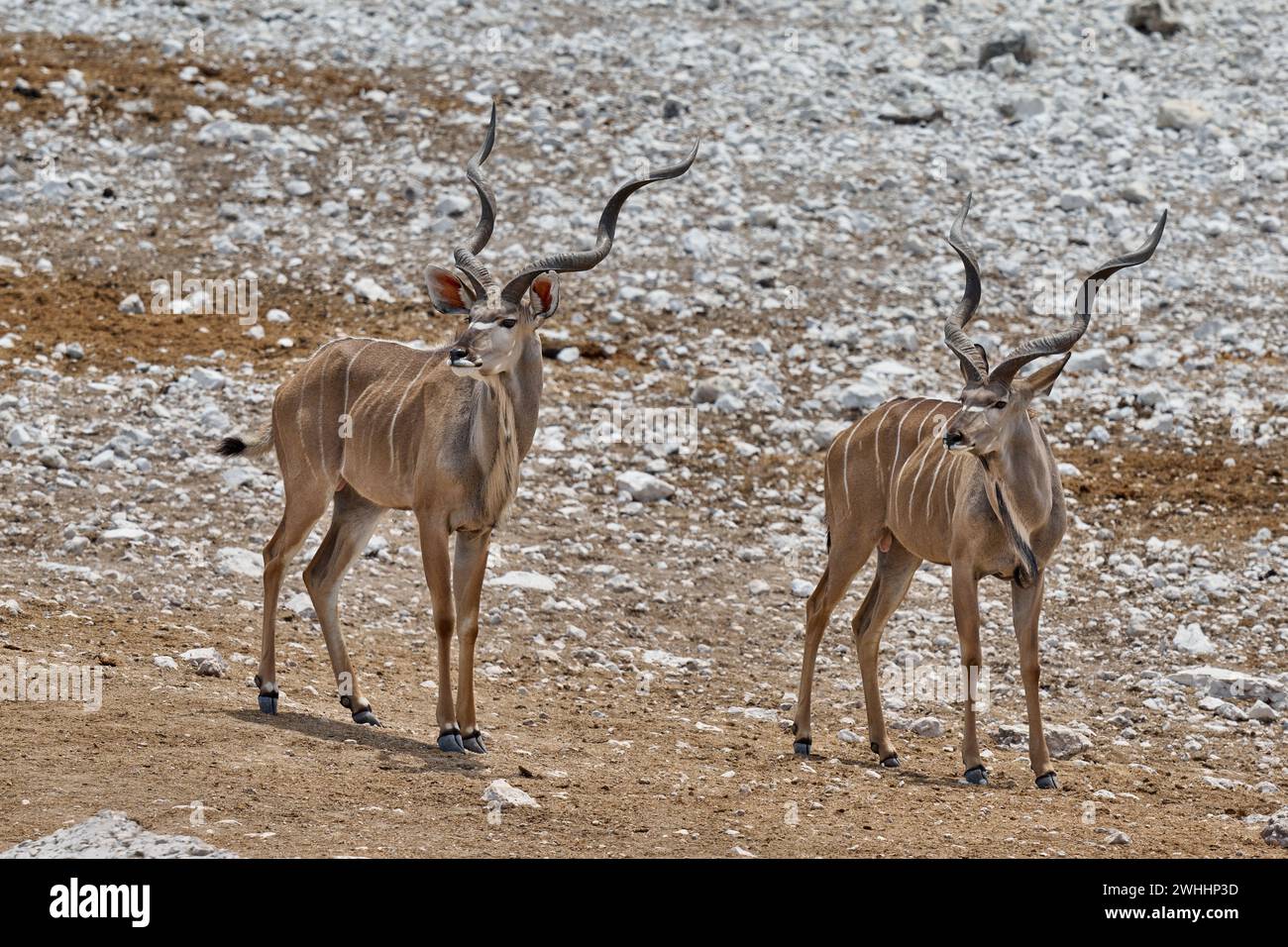Kudu (Strepsiceros zambesiensis), Parc national d'Etosha, Namibie, Afrique Banque D'Images