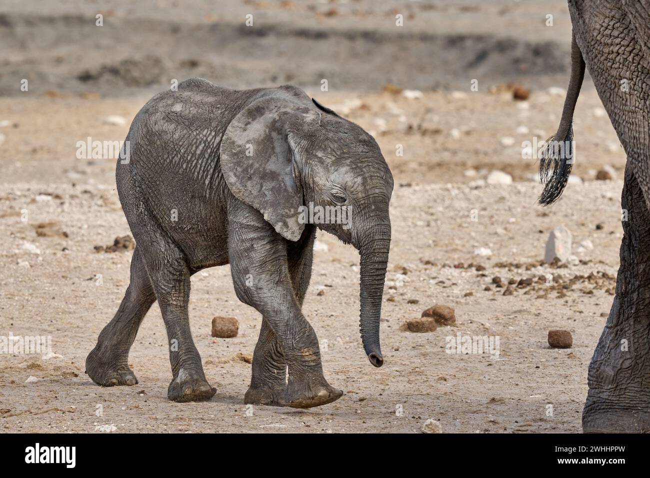 Bébé éléphant d'Afrique (Loxodonta africana), Parc national d'Etosha, Namibie, Afrique Banque D'Images