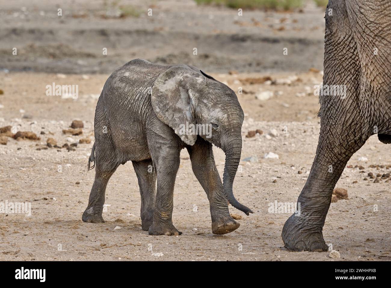 grosse Herde afrikanischer Elefanten (Loxodonta africana) am Wasserloch, Etosha Nationalpark, Namibie, Afrika |Grand troupeau d'éléphants d'Afrique (Loxod Banque D'Images