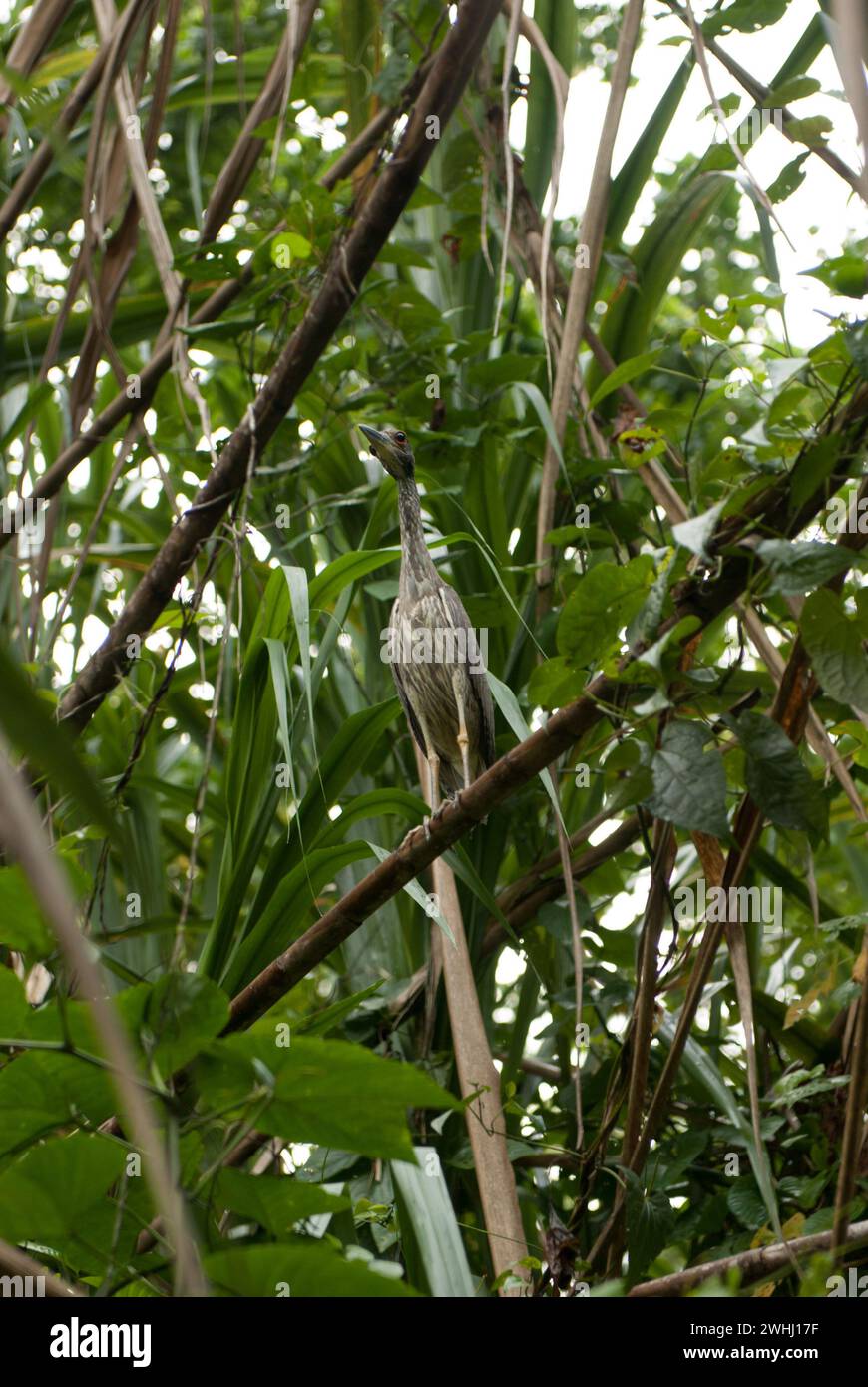 Costa Rica - oiseaux Banque D'Images