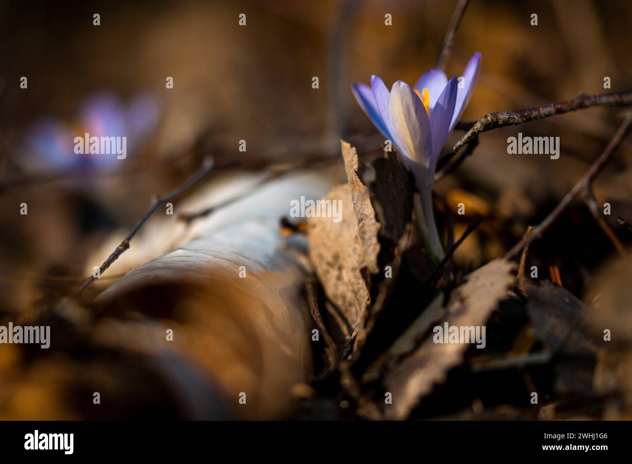 Es blüht à Berlin Krokusse, fotografiert am 10 février 2024 à Berlin Adlershof. Adlershof Berlin Deutschland FH0A7960 *** il fleurit à Berlin Crocus Banque D'Images