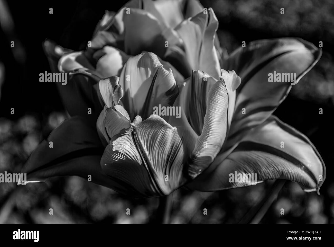 Noir et blanc double-rouge avec tulipes jaunes Banque D'Images