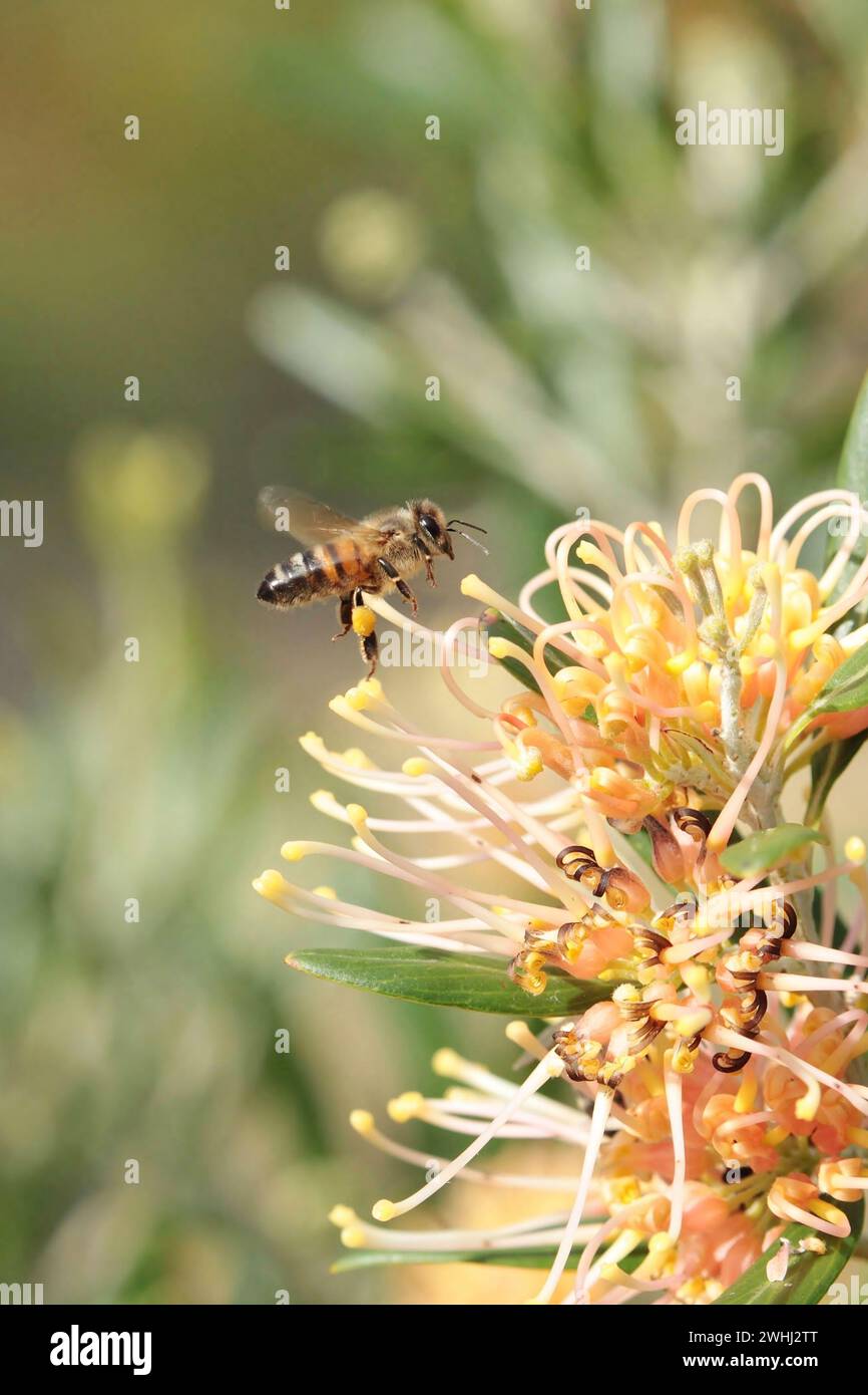 Abeille de miel de l'Ouest (Apis mellifera) approchant la fleur de Grevillea, Australie méridionale Banque D'Images