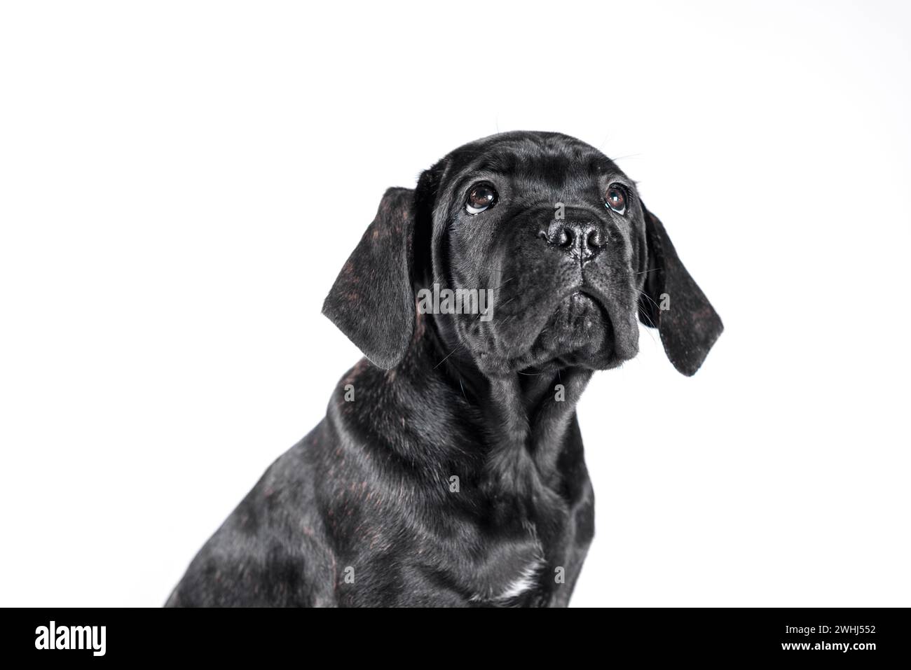 Chiot corso canne noire regardant vers le haut sur un fond blanc Banque D'Images