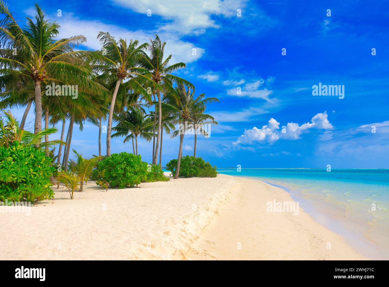 Plage idyllique avec palmiers aux Maldives, océan Indien Banque D'Images