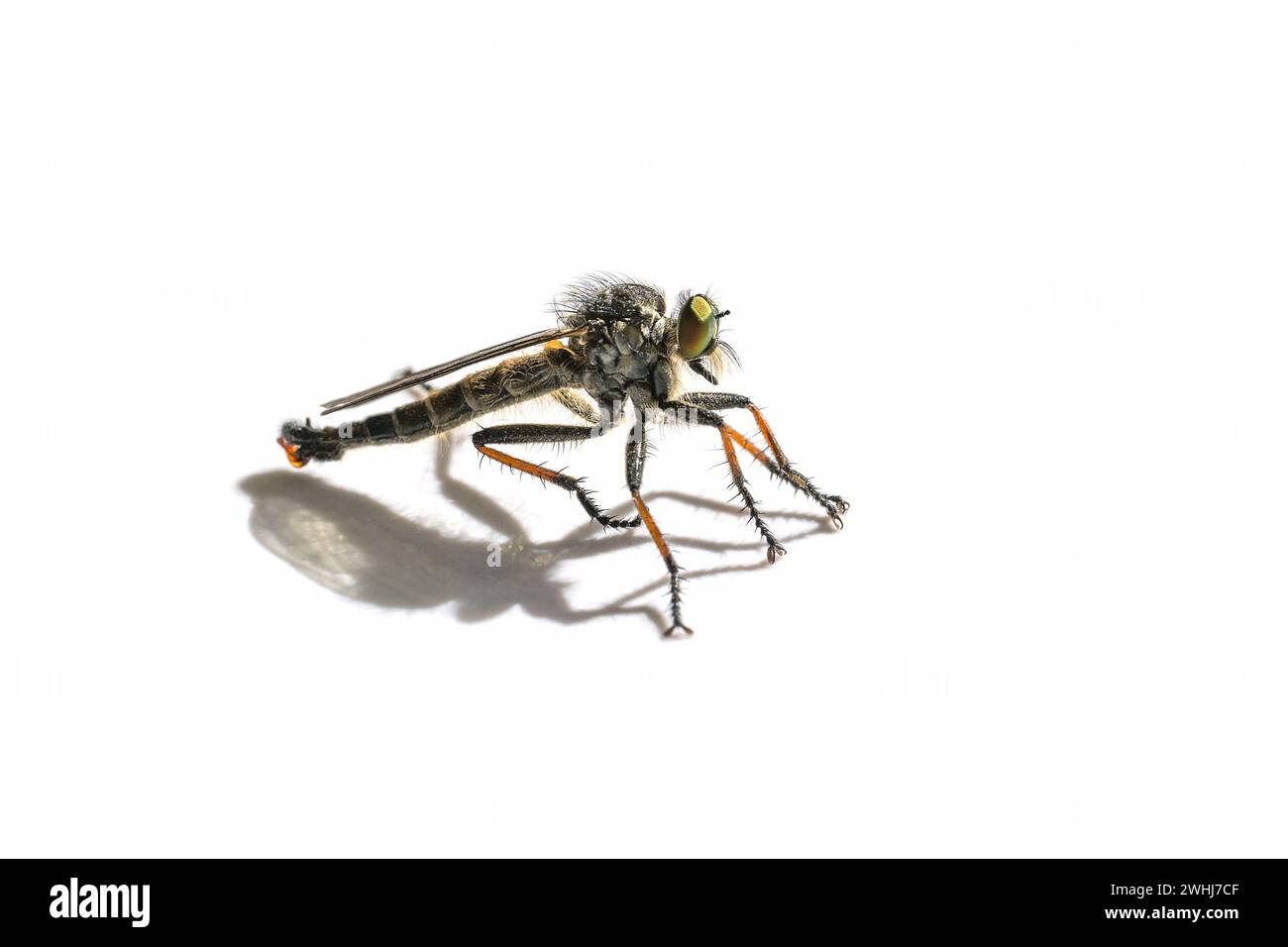 Vue de côté d'une mouche voleuse, famille des Asilidae, probablement Pamponerus germanicus, insecte prédateur à pattes oranges, isolé w Banque D'Images