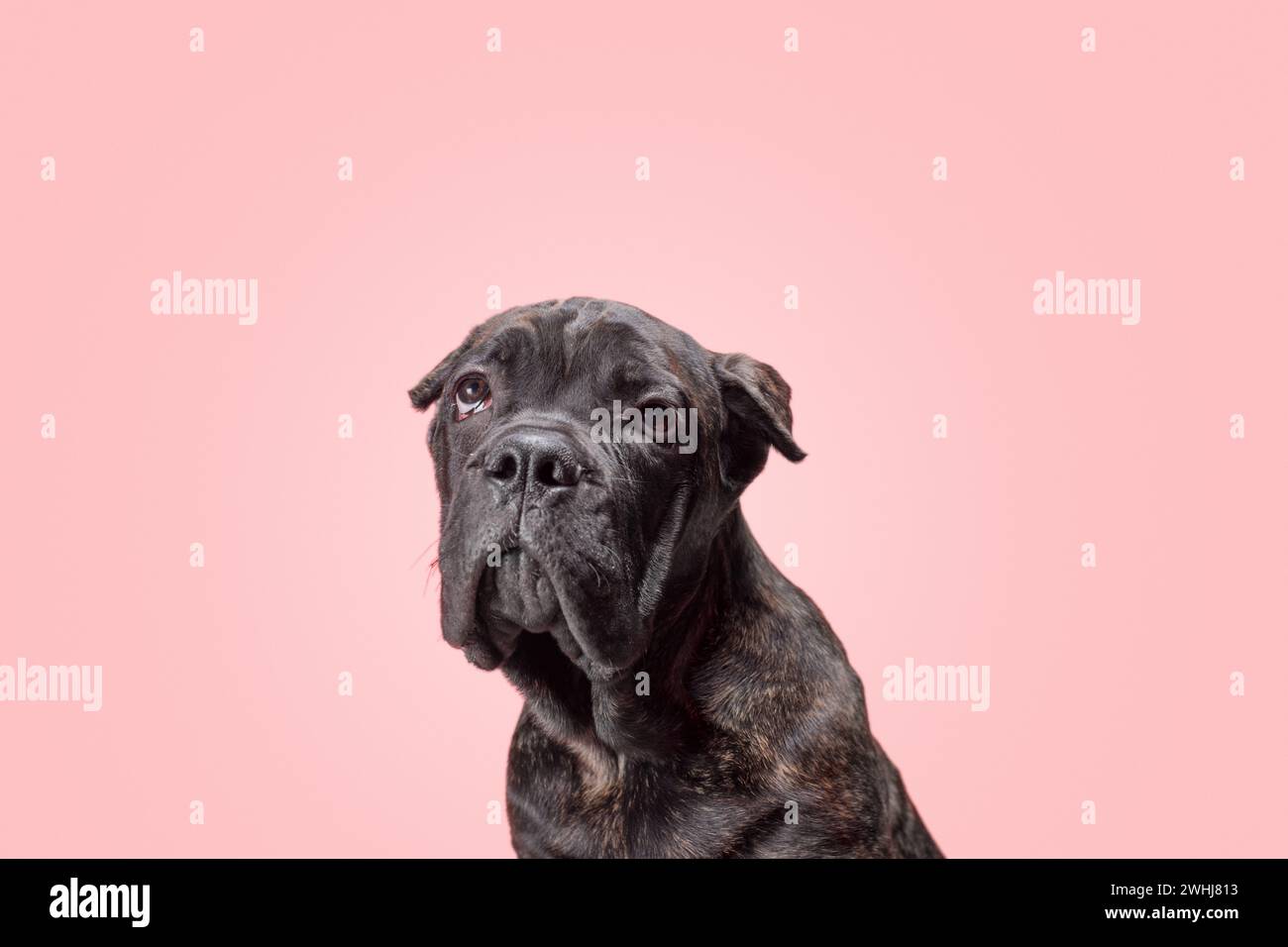 Chiot Brindle de la race Cane Corso regarde tristement vers le haut sur un fond rose Banque D'Images