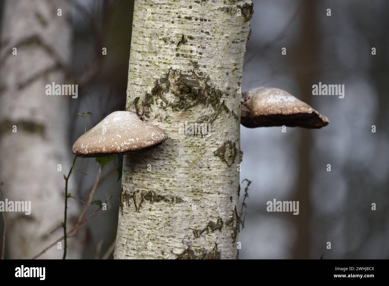 Deux champignons polypores de bouleau (Piptoporus betulinus) de chaque côté d'un tronc de bouleau argenté, sur fond bokeh, pris dans une forêt britannique en février Banque D'Images