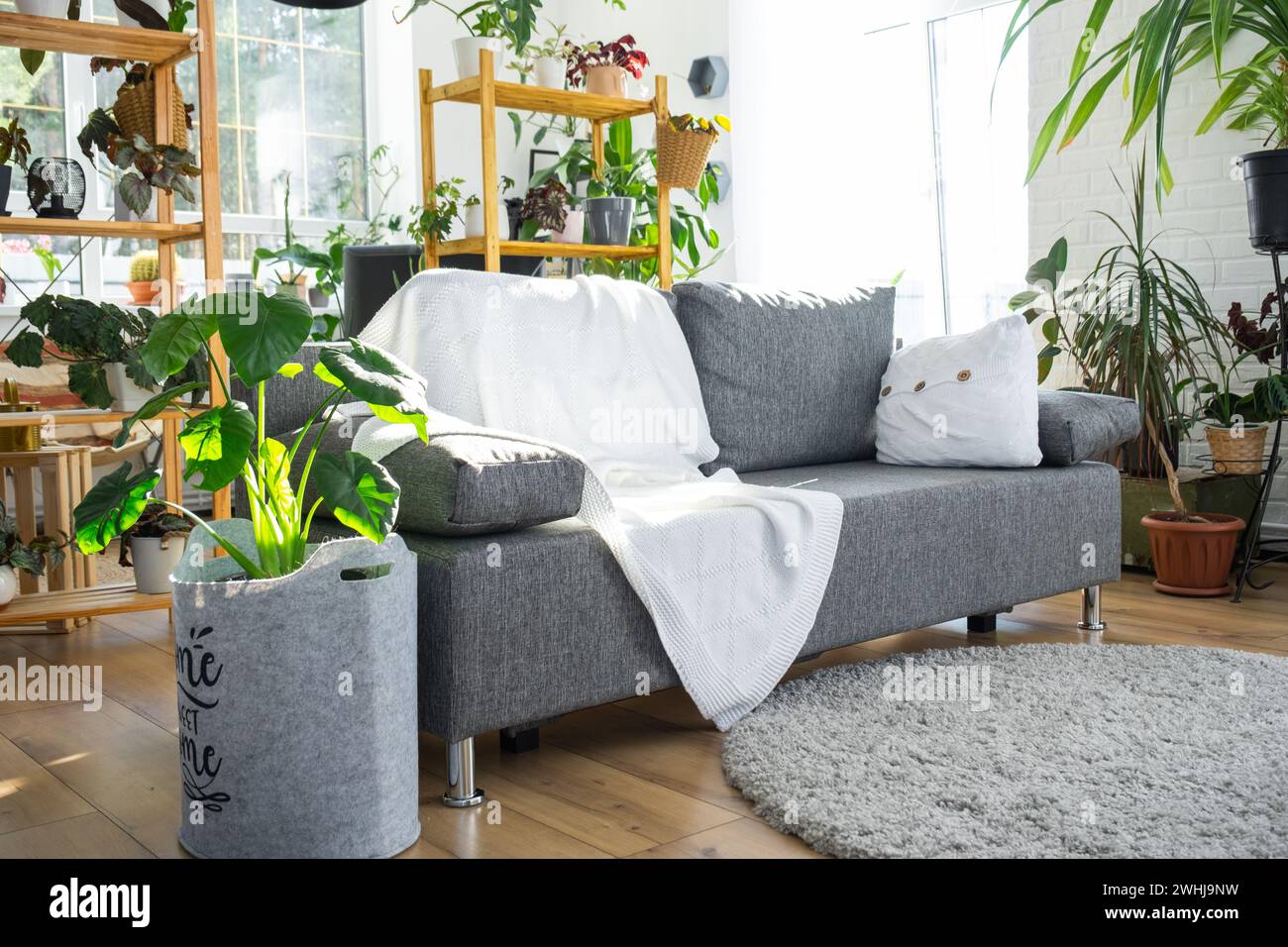 Un canapé moderne gris avec un plaid blanc dans un intérieur de style loft et une maison verte avec des plantes en pot. Chambre lumineuse confortable, tapis, l Banque D'Images