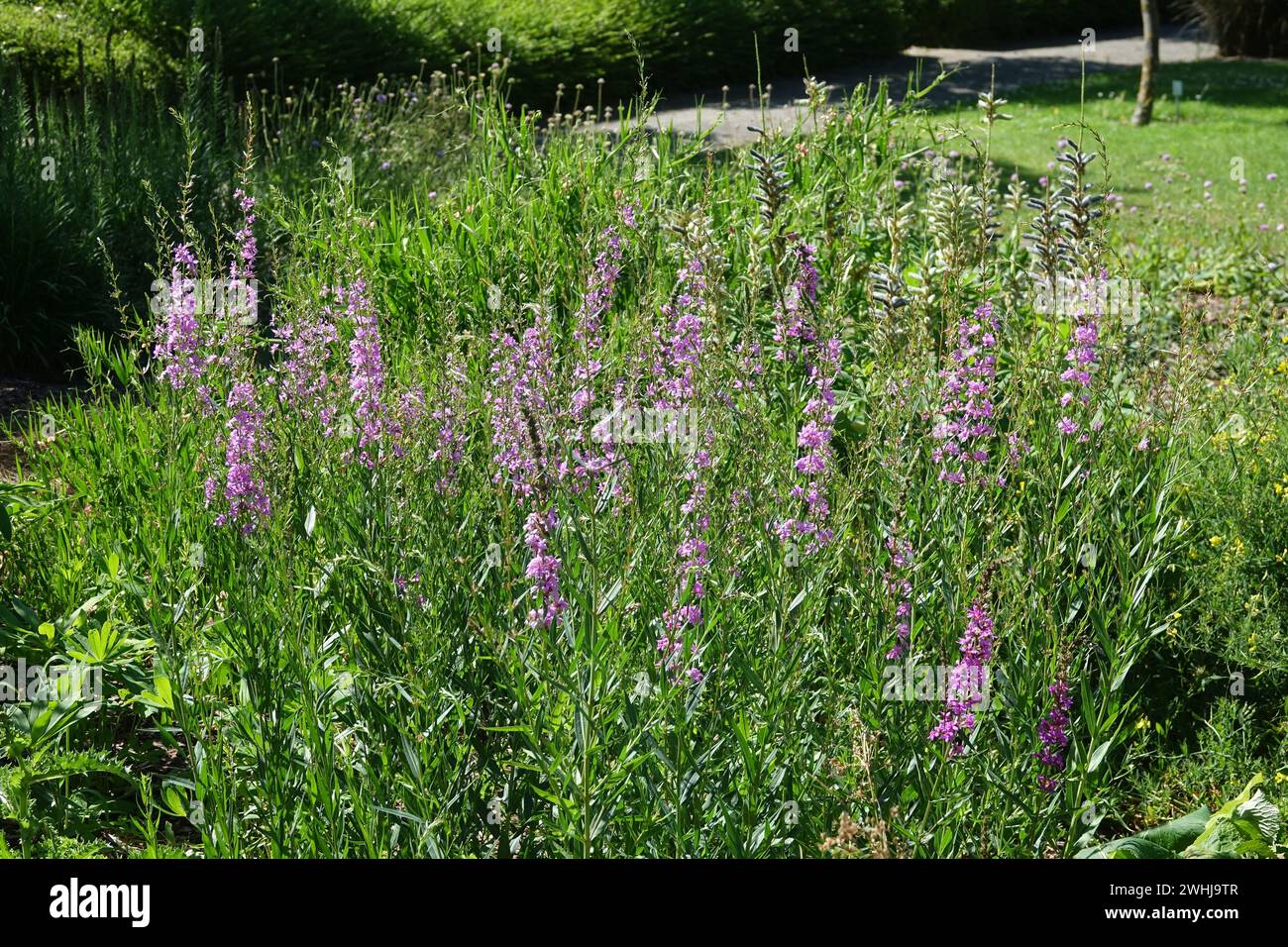 Lythrum virgatum, Ruten-Weiderich, Wand Loosestrife Banque D'Images