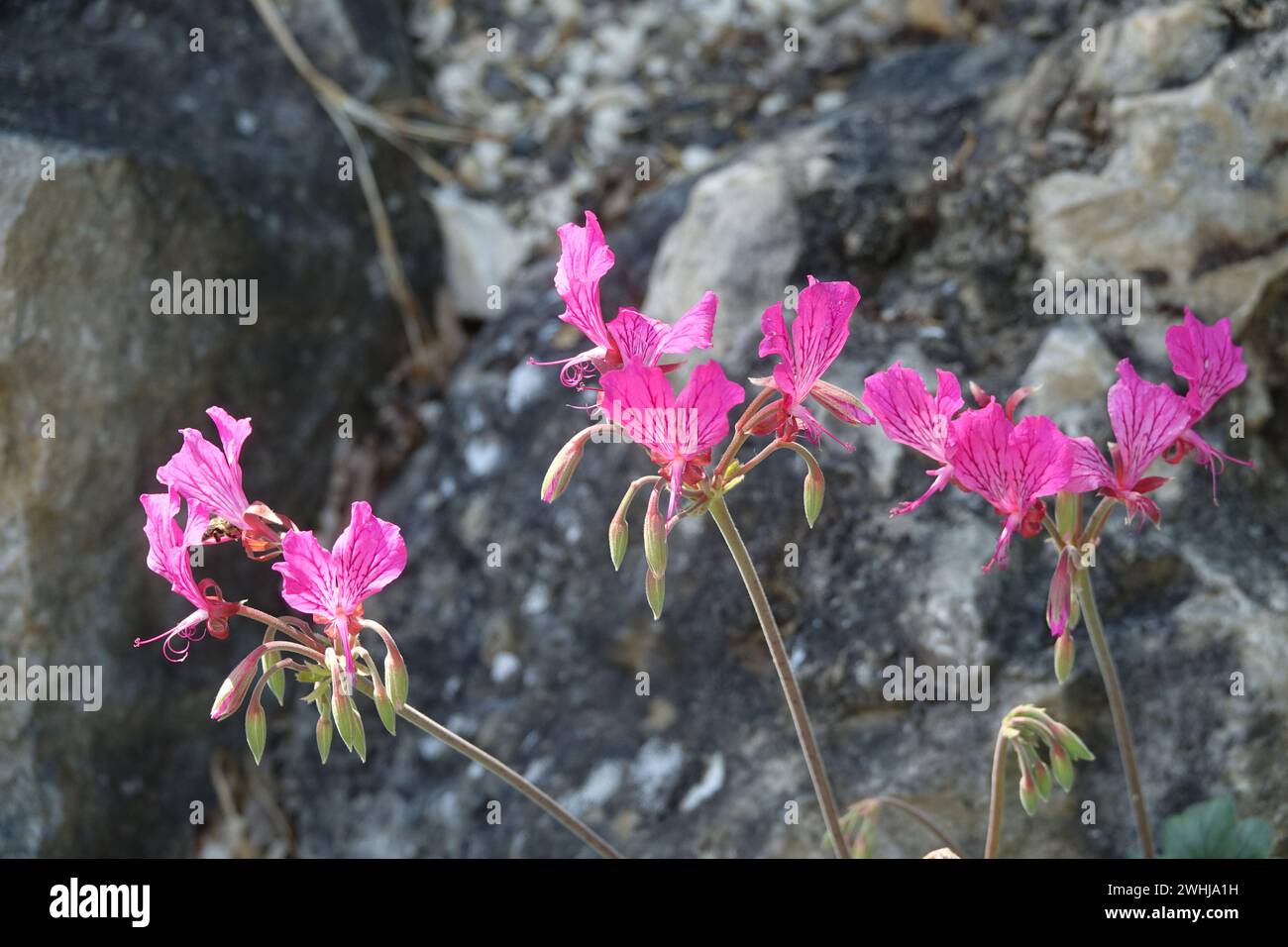 Pelargonium endlicherianum Banque D'Images