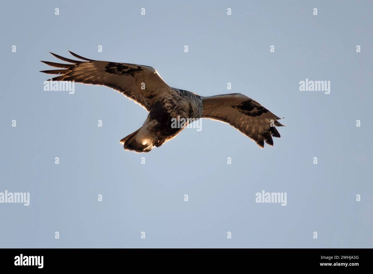 Marais occidentaux harrier en vol au-dessus du fond du ciel (Circus aeruginosus) Banque D'Images