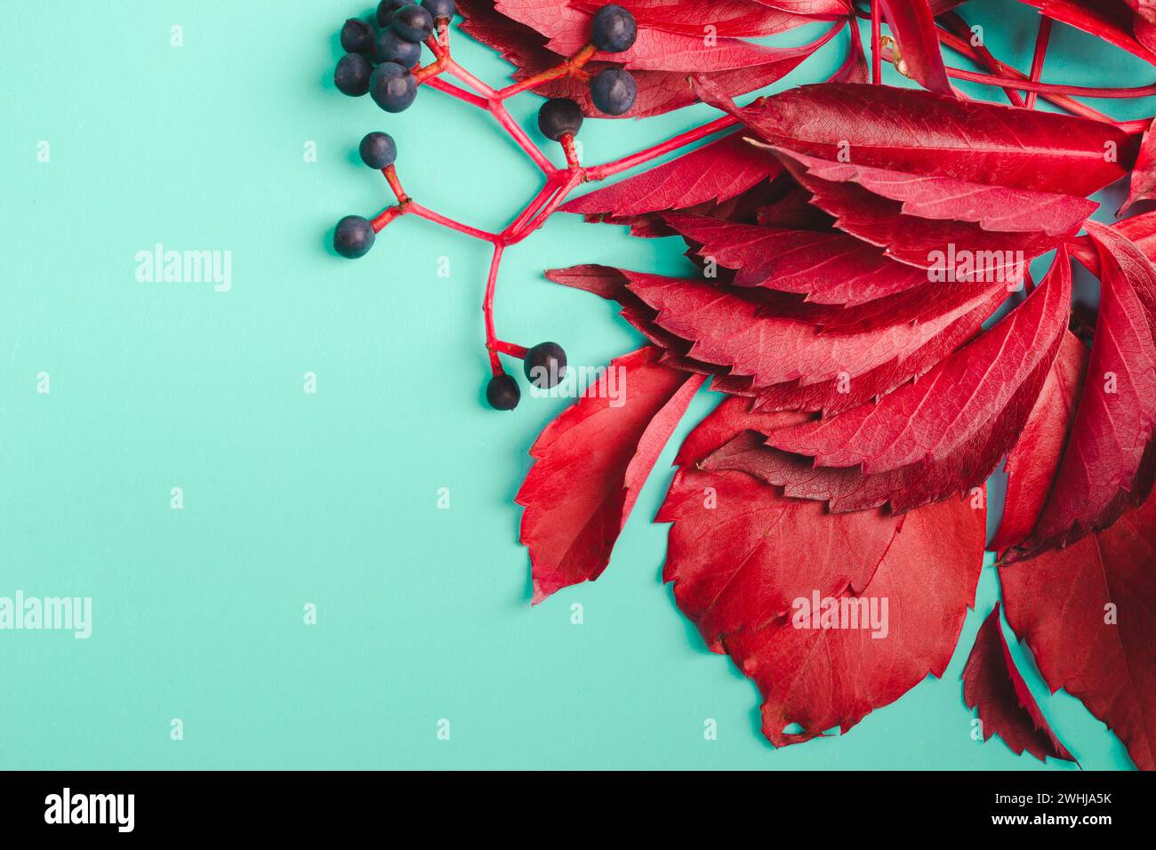 Feuilles violettes et baies bleues de raisins sauvages sur fond aigue-marine Banque D'Images
