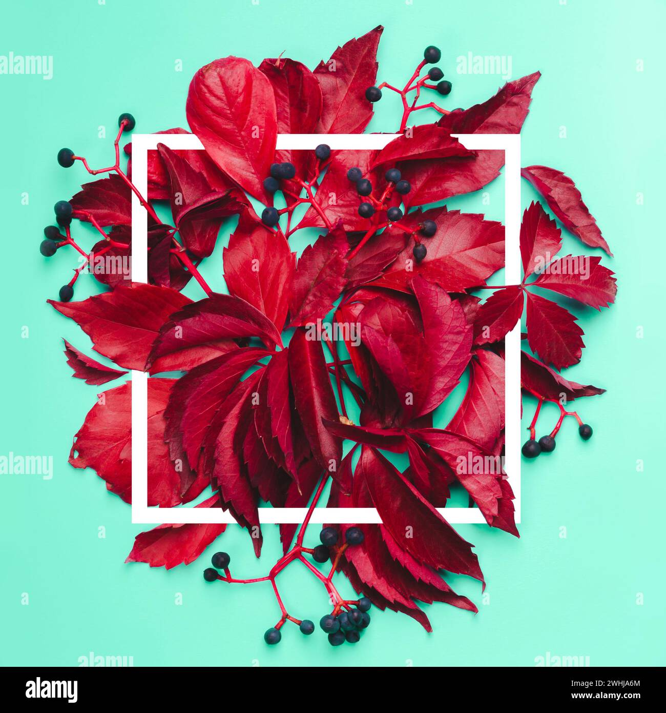 Feuilles rouges et baies bleues sur fond de menthe. Cadre d'automne élégant Banque D'Images