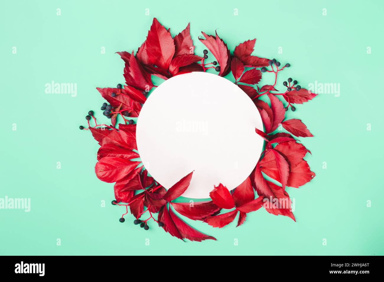Feuilles rouges et baies bleues sur fond de menthe. Concept d'automne nature. Cadre rond, espace de copie Banque D'Images
