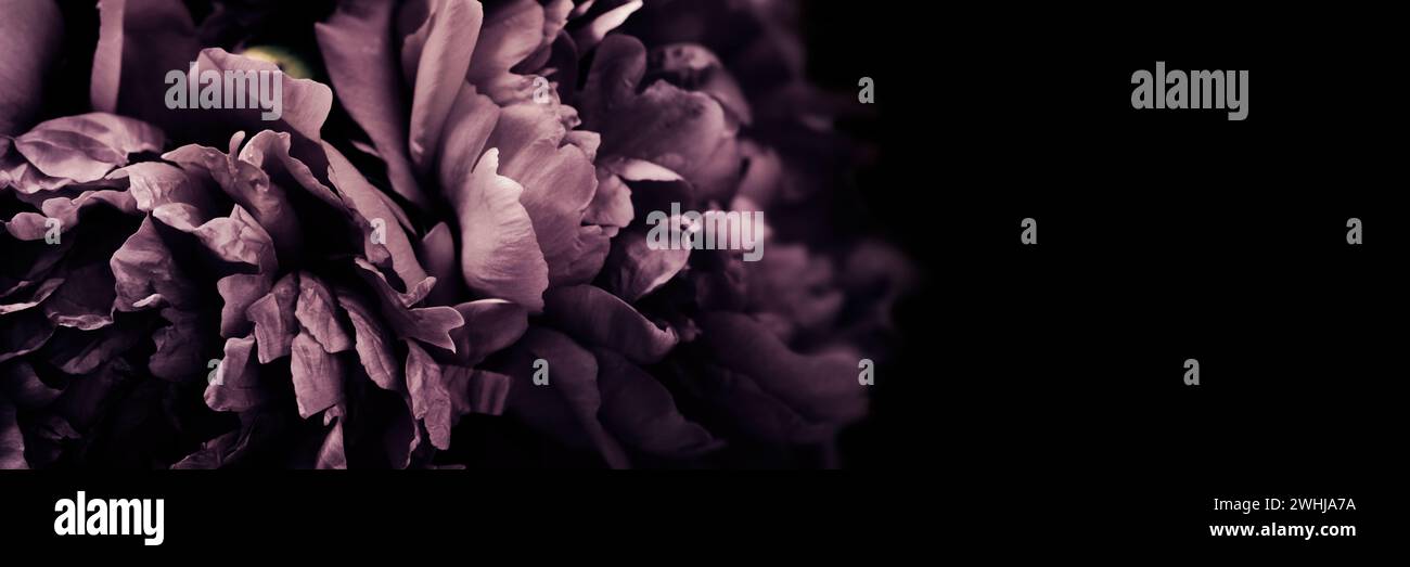 Pivoines mauves surréalistes sur bannière noire, mise au point douce.Fond floral printemps foncé ou été.Concept de fleurs festives Banque D'Images