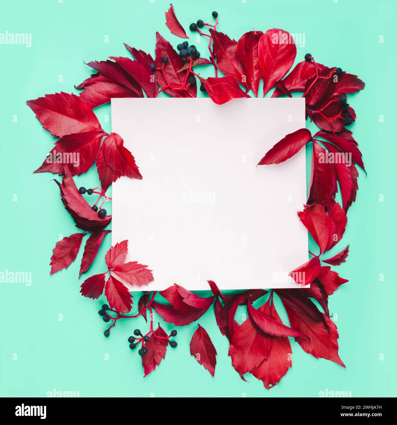 Feuilles rouges et cadre de baies bleues sur fond de menthe. Concept d'automne nature Banque D'Images