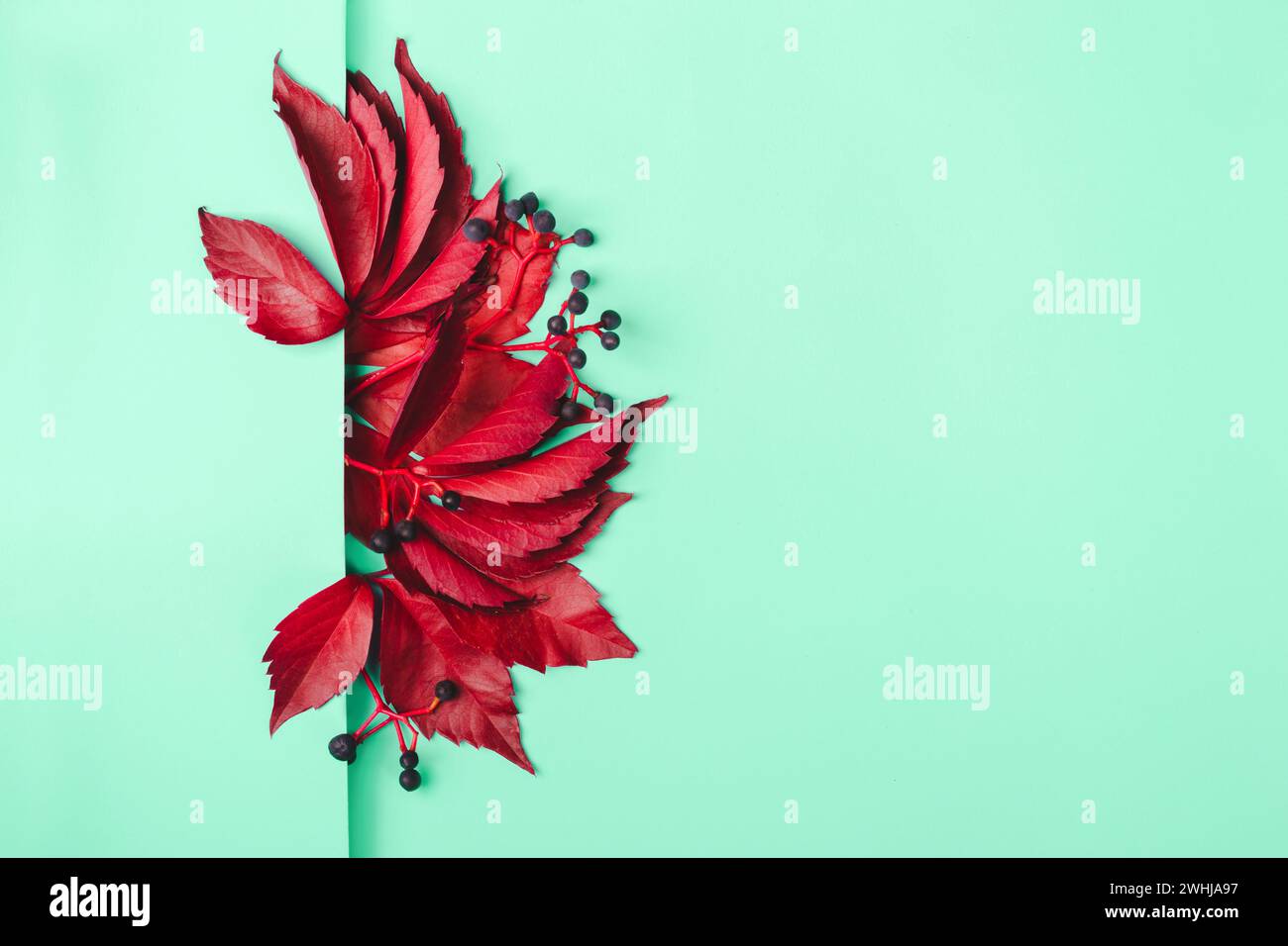 Bouquet de feuilles rouges et de baies bleues de raisins sauvages sur fond de menthe Banque D'Images