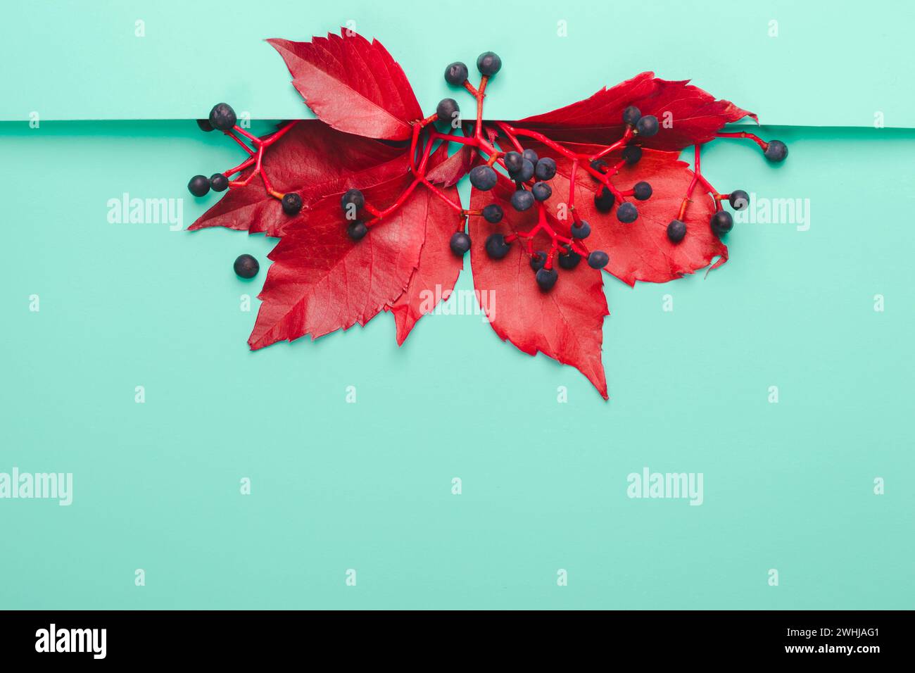 Disposition créative faite de feuilles rouges et de baies bleues sur fond de menthe pastel Banque D'Images