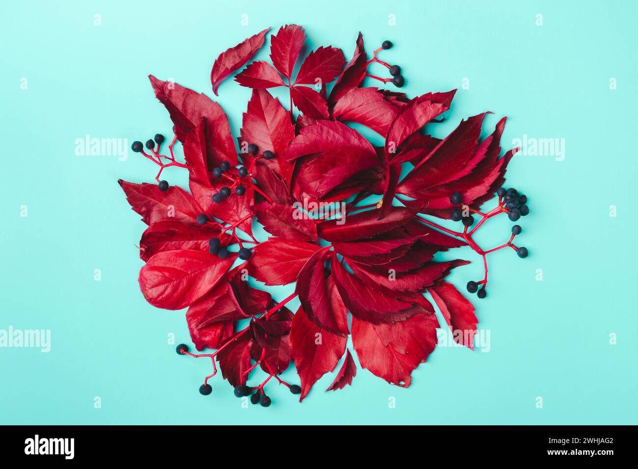 Disposition créative faite de feuilles rouges et de baies bleues sur fond de menthe Banque D'Images