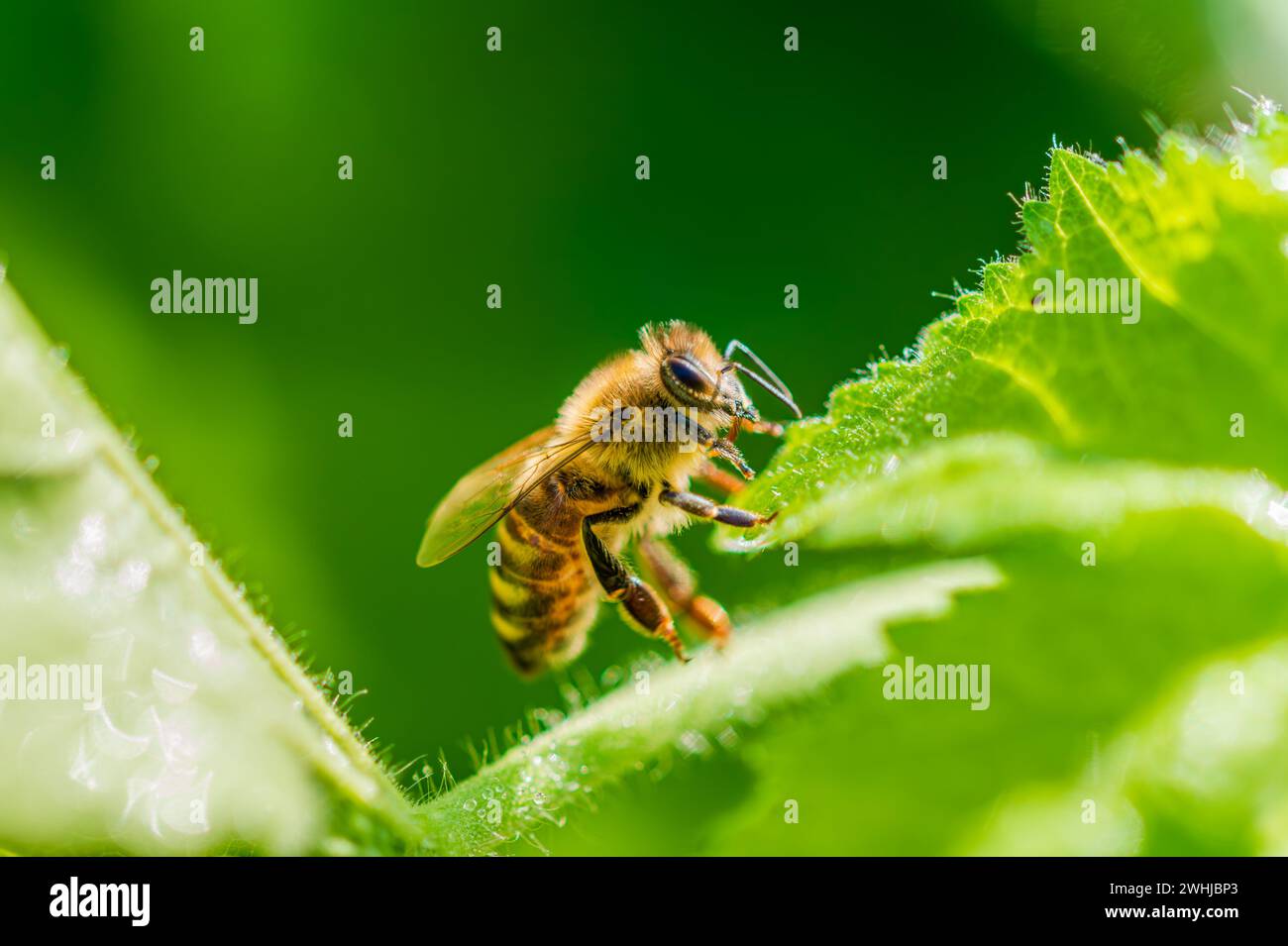 Abeille ou abeille. Abeille à miel occidentale ou européenne (Apis mellifera) relaxant sur fond de nature verte Banque D'Images