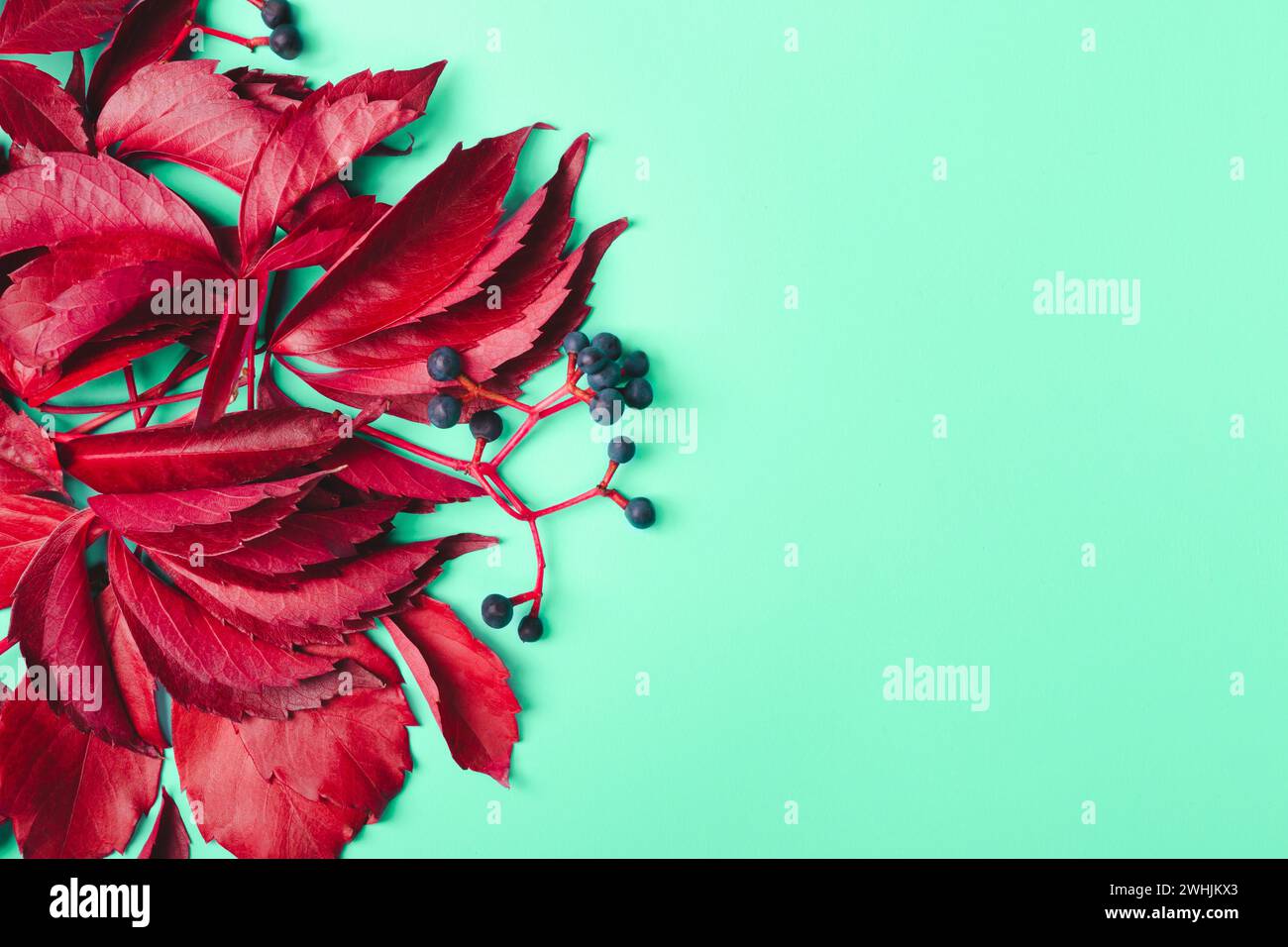 Fond d'automne à la mode. Feuilles violettes et baies bleues de raisins sauvages sur fond de menthe Banque D'Images