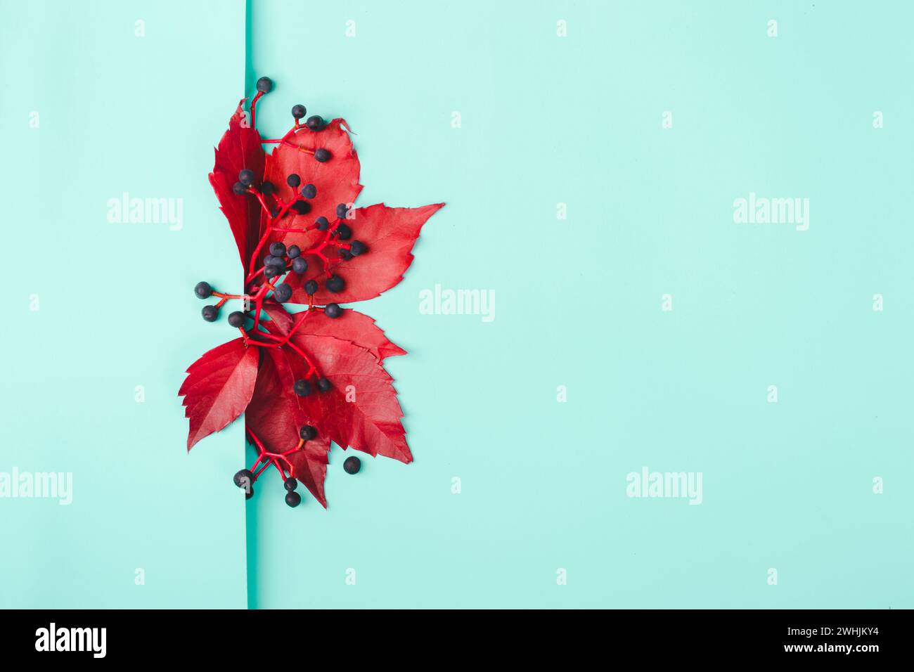 Disposition créative faite de feuilles rouges et de baies bleues sur fond aigue-marine Banque D'Images