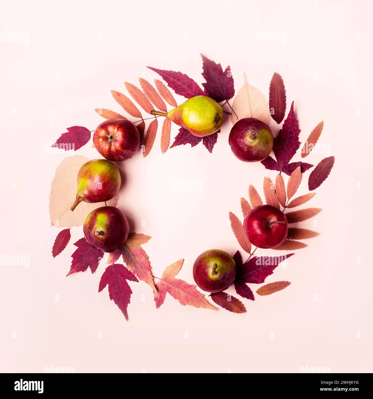 Guirlande de roses sèches naturelles feuilles et les poires sur fond rose. Concept la récolte d'automne Banque D'Images